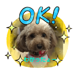 [LINEスタンプ] Pちゃんの日常1