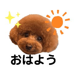 [LINEスタンプ] アフロトイプードル ココアさん