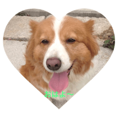 [LINEスタンプ] RUN子...たまに、ドン君