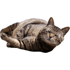 [LINEスタンプ] 猫の将軍検定2020