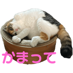 [LINEスタンプ] ホムちゃんスタンプ