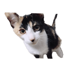 [LINEスタンプ] 猫のとんかつ