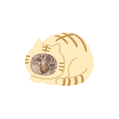 [LINEスタンプ] 猫の日々パーの画像（メイン）