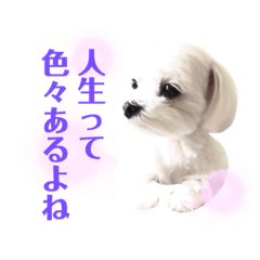 [LINEスタンプ] マルチーズのルウ天びび4