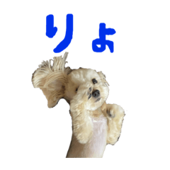 [LINEスタンプ] ぷっこまの日常