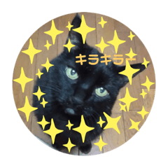 [LINEスタンプ] ゆうちゃんだにゃー