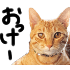[LINEスタンプ] 家猫ふくのスタンプ