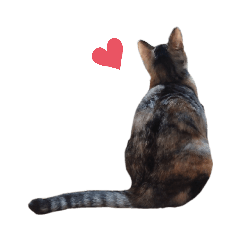[LINEスタンプ] ただ可愛い猫を送りたいだけ～みみ～