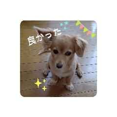 [LINEスタンプ] とびちゃん よく使うパック②