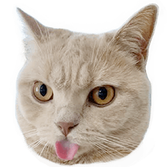 [LINEスタンプ] アヌビス（猫）スタンプ