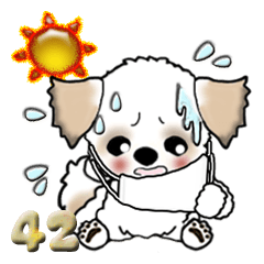 [LINEスタンプ] 【大きな文字】シーズー犬『コロナの夏』42の画像（メイン）