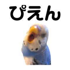 [LINEスタンプ] セキセイインコのちぃーちゃんです3
