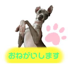 [LINEスタンプ] italiangreyhound life