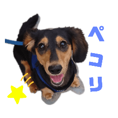 [LINEスタンプ] ミニチュアダックス★こてつ④