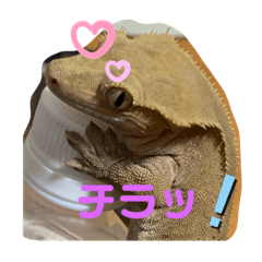 [LINEスタンプ] クレステッドゲッコーズ2