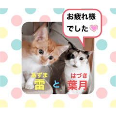 [LINEスタンプ] はり猫3