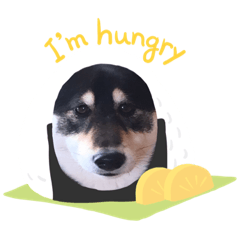[LINEスタンプ] 黒柴おはなさん。