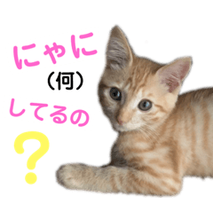 [LINEスタンプ] おーけーけー語