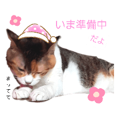 [LINEスタンプ] ねこねこねこねこ♡