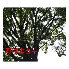 [LINEスタンプ] 綺麗 背景スタンプ
