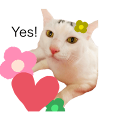 [LINEスタンプ] 3にゃんのスタンプ