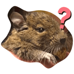 [LINEスタンプ] デグー のほほん日和