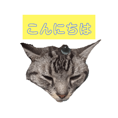 [LINEスタンプ] こたスタンプ-