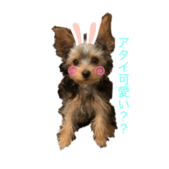 [LINEスタンプ] ヨークシャテリアのパピー ☆lalachan2☆