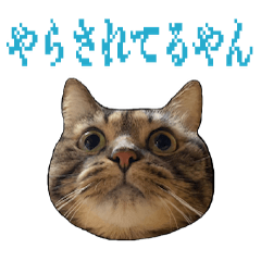 [LINEスタンプ] かゆいところに手が届くねこ先輩ver.甲