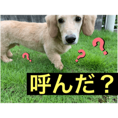 [LINEスタンプ] のんびりミニチュアダックスの天嬉くん☀︎
