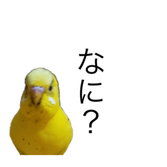 [LINEスタンプ] インコ6