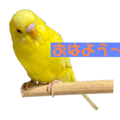 [LINEスタンプ] 俺のピーちゃん