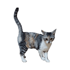 [LINEスタンプ] 組み合わせ自由な猫スタンプ～English～