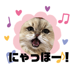 [LINEスタンプ] キャロちゃんの日常スタンプ