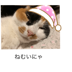 [LINEスタンプ] まるのスタンプにゃん