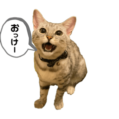 [LINEスタンプ] ベルだよ！（吹き出し）