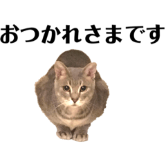 [LINEスタンプ] みこれくしょん❺  慣用句編の画像（メイン）
