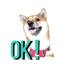 [LINEスタンプ] 豆柴のまめ太