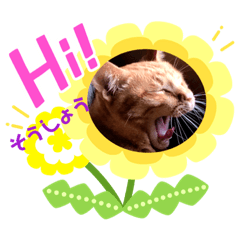 [LINEスタンプ] きな子シリーズ②