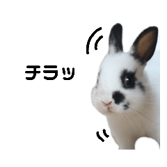 [LINEスタンプ] うさぎのおーちゃん