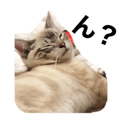 [LINEスタンプ] 我が家のホワイトタイガー