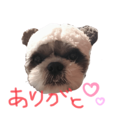 [LINEスタンプ] まるもシーズー