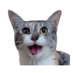 [LINEスタンプ] 組み合わせ自由な猫スタンプ