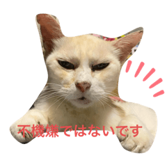 [LINEスタンプ] たまちゃんかわいいスタンプ