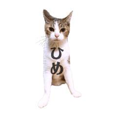 [LINEスタンプ] ひめにゃんず
