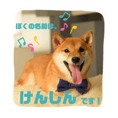 [LINEスタンプ] スタンプ 柴犬けんしん