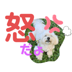 [LINEスタンプ] てんてん写真スタンプⅡ