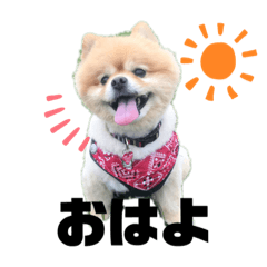 [LINEスタンプ] ドンとあずき①
