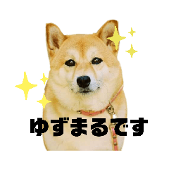 [LINEスタンプ] 柴犬ゆずちゃん！