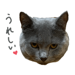 [LINEスタンプ] ねこのねこのねこ